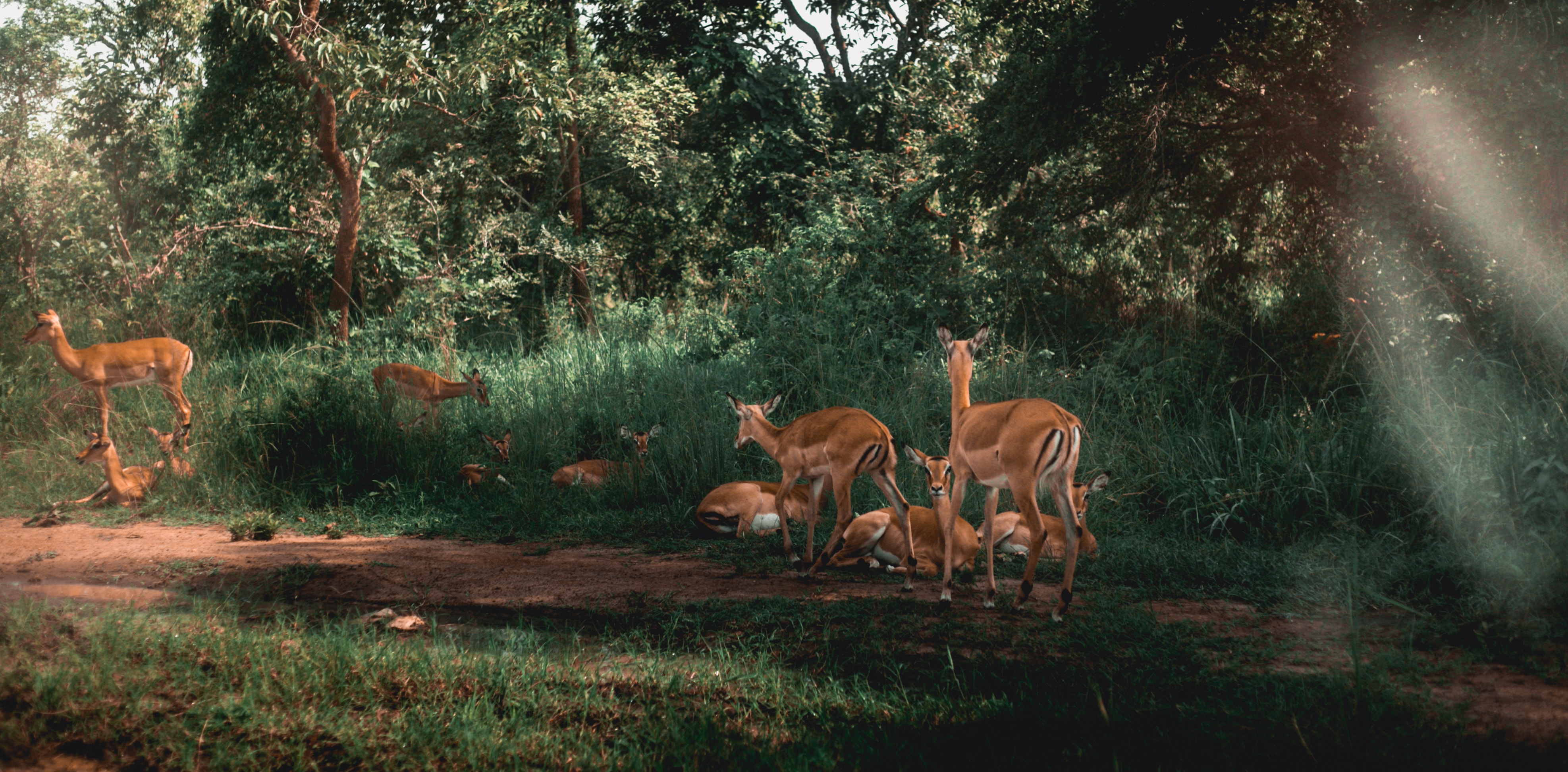 Ruanda Safari