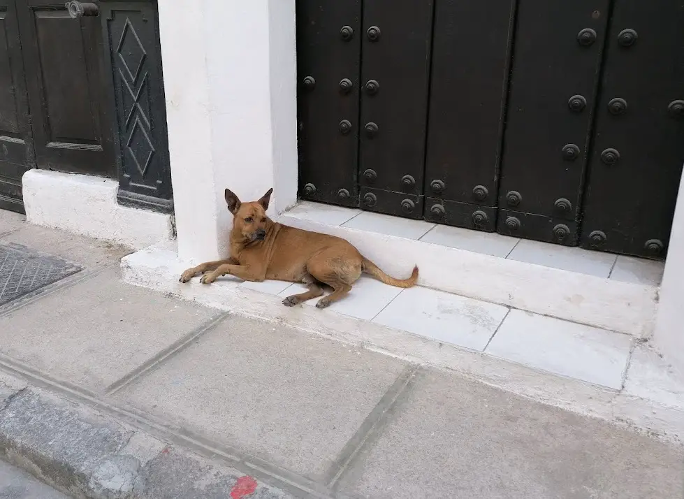 Perros de la Habana